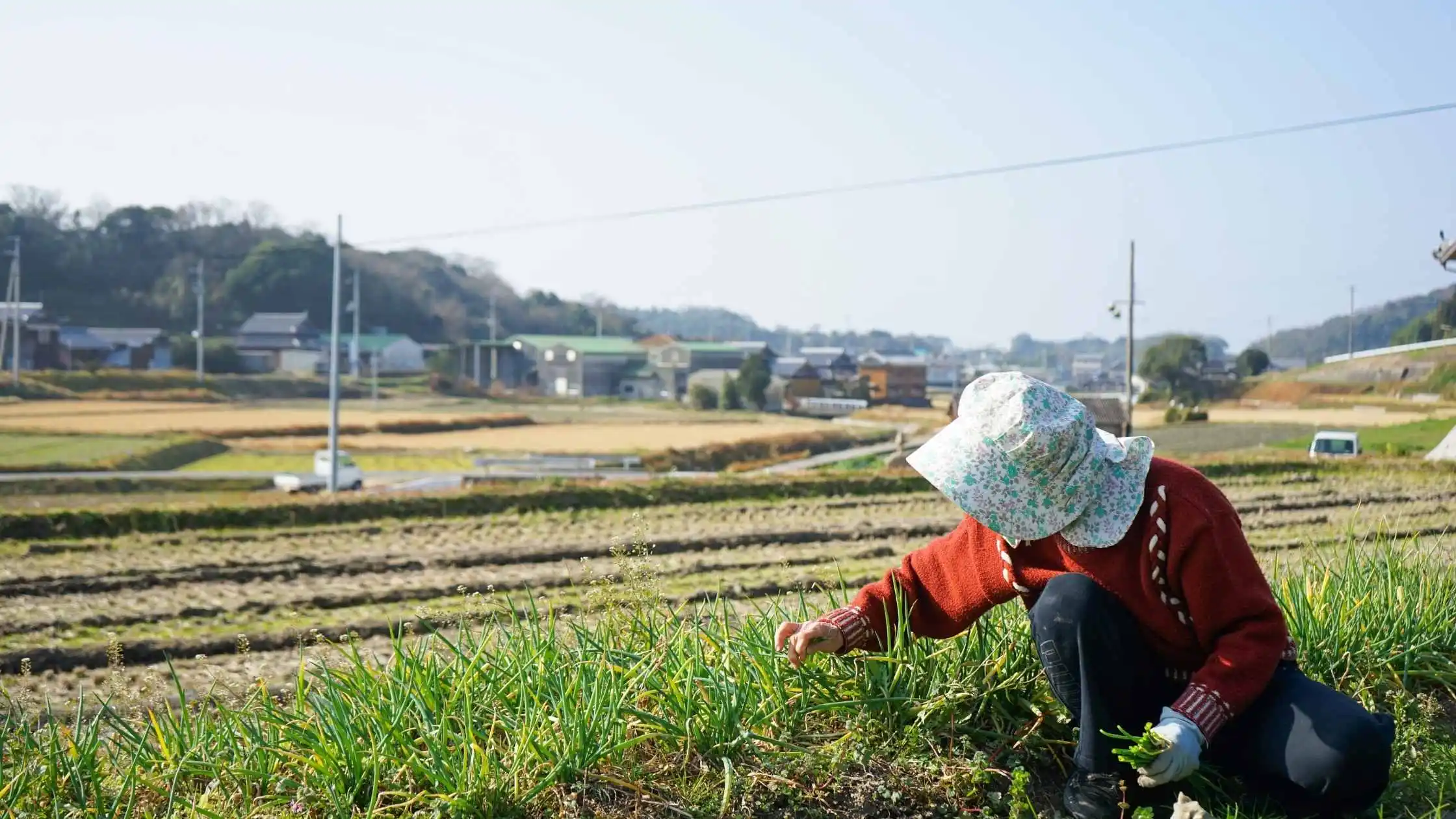 kerja di jepang visa tokutei ginou ssw